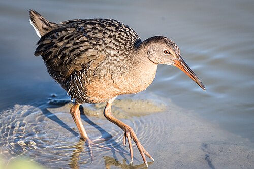 Ridgway's rail